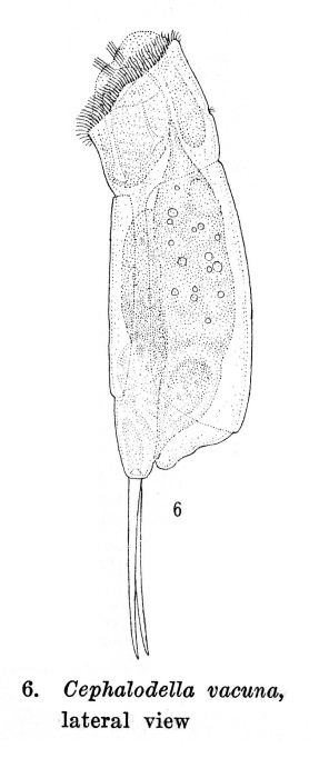 Cephalodella vacuna - Original description image