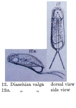 Cephalodella valga - Original description image