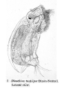 Cephalodella ventripes