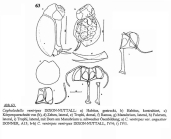 Cephalodella ventripes