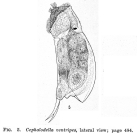 Cephalodella ventripes