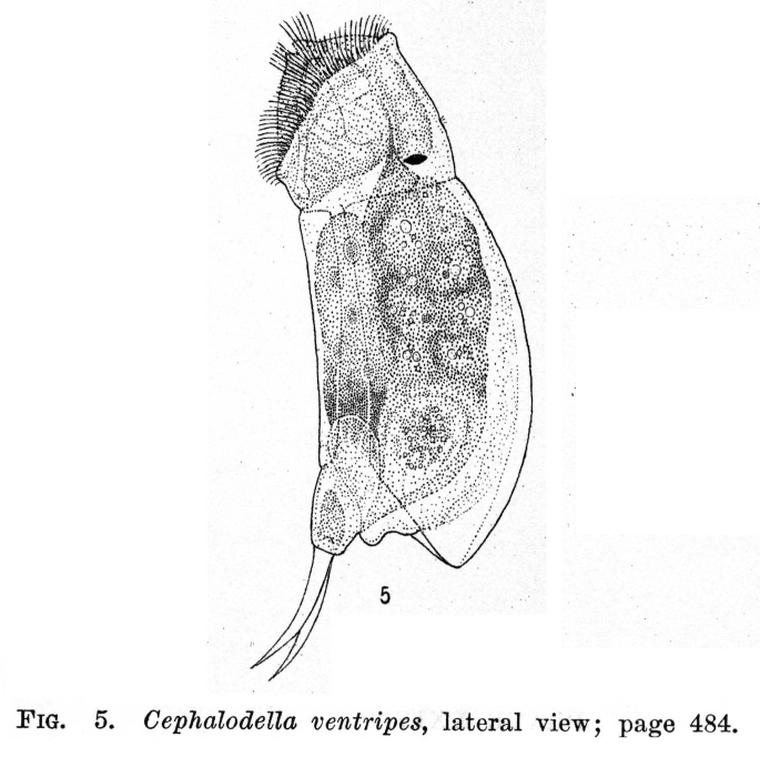 Cephalodella ventripes Cephalodella ventripes