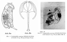Cephalodella ventripes