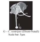 Cephalodella ventripes