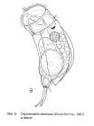Cephalodella ventripes