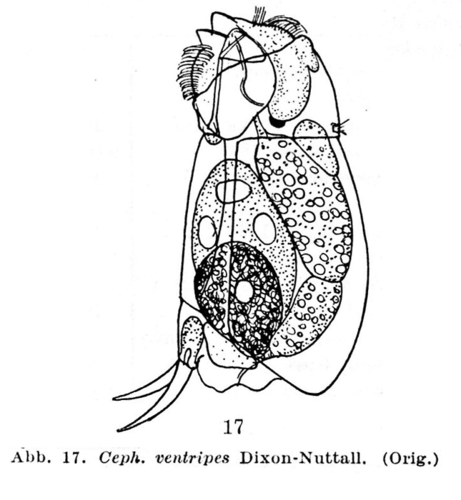 Cephalodella ventripes Cephalodella ventripes