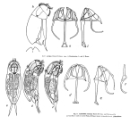 Cephalodella ventripes