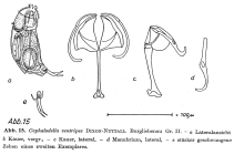 Cephalodella ventripes
