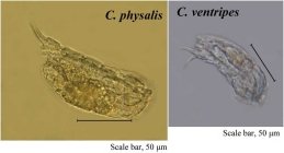 Cephalodella ventripes