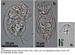 Cephalodella ventripes