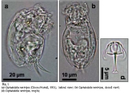 Cephalodella ventripes