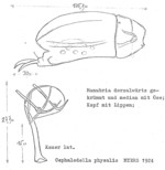 Cephalodella ventripes