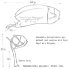 Cephalodella ventripes