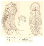 Cephalodella ventripes - Original description image