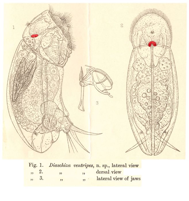 Cephalodella ventripes - Original description image