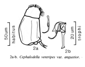 Cephalodella ventripes var. angustior