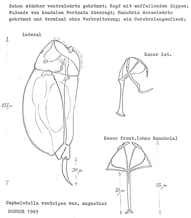 Cephalodella ventripes var. angustior Cephalodella ventripes var. angustior