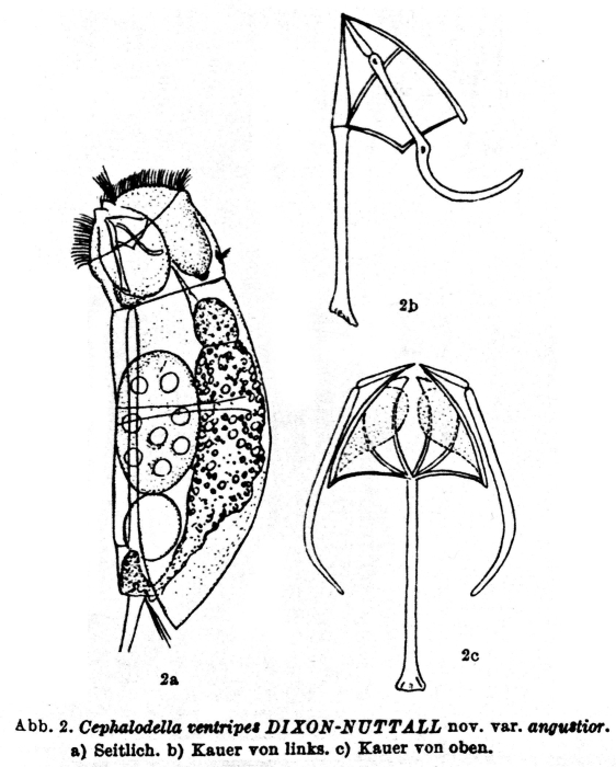 Cephalodella ventripes var. angustior - Original description image