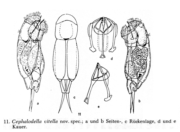 Cephalodella vitella - Original description image