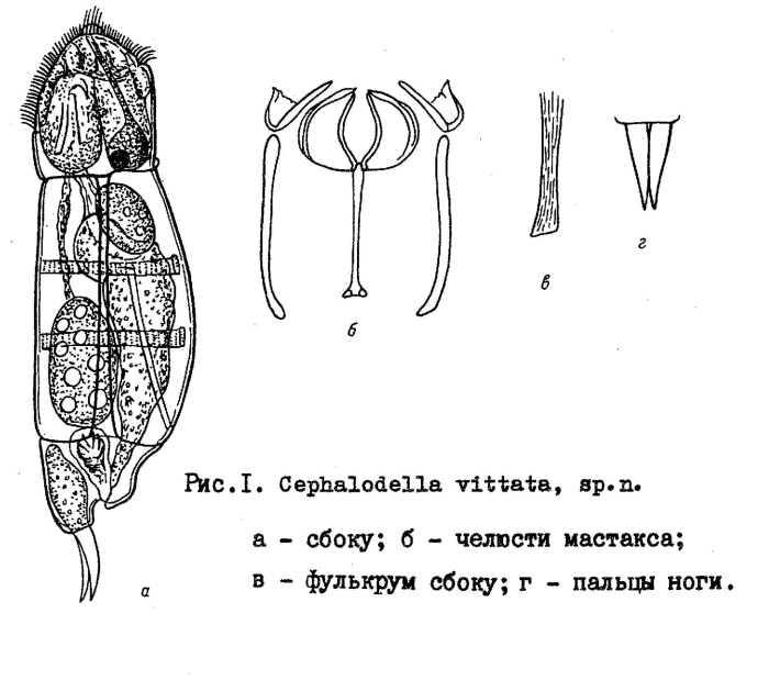 Cephalodella vittata