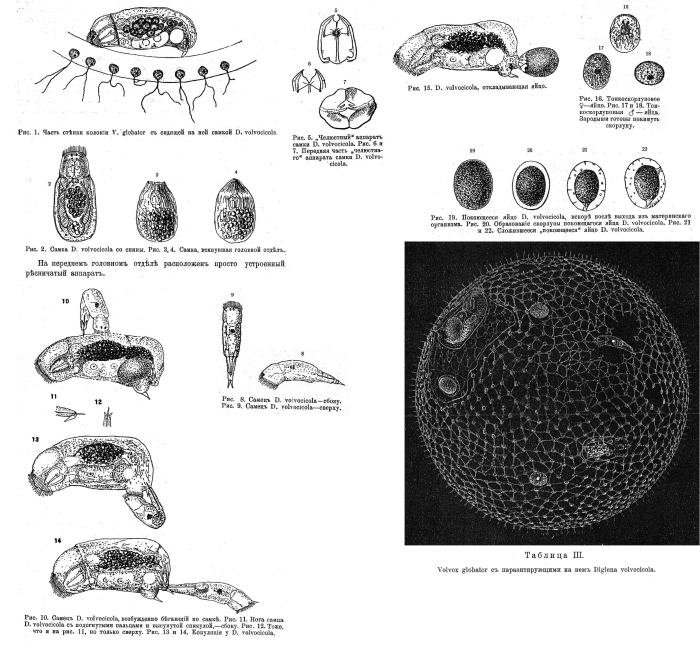 Cephalodella volvocicola - Original description image