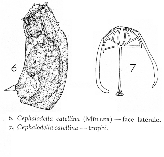 Cephalodella wiszniewskii