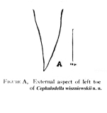 Cephalodella wiszniewskii - Original description image