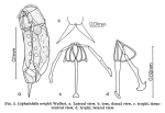 Cephalodella wrighti