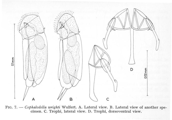 Cephalodella wrighti