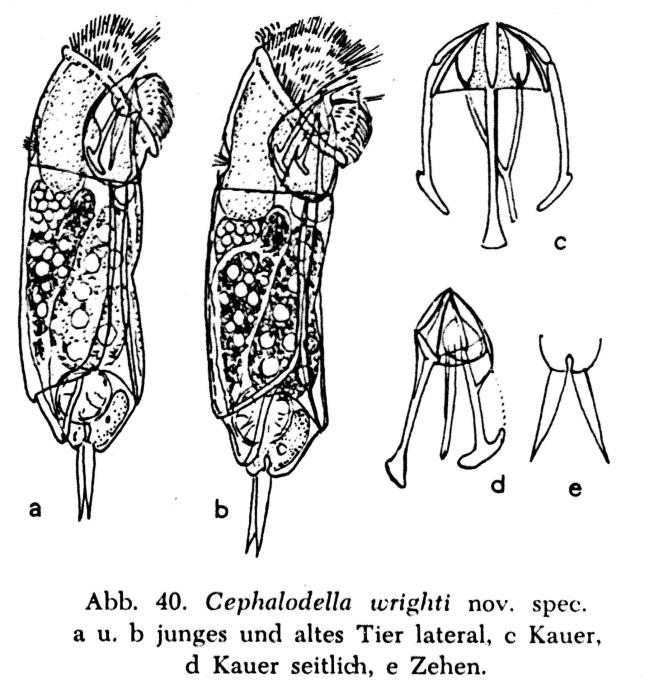 Cephalodella wrighti - Original description image