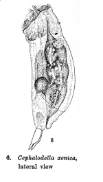 Cephalodella xenica - Original description image