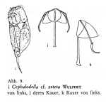 Cephalodella zeteta