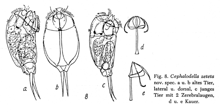 Cephalodella zeteta - Original description image