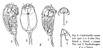 Cephalodella zeteta