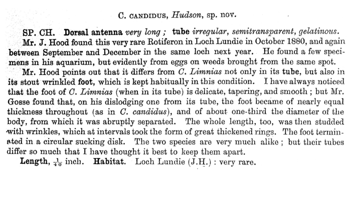 Cephalosiphon candidus - Original description image