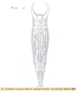 Ceratotrocha cornigera