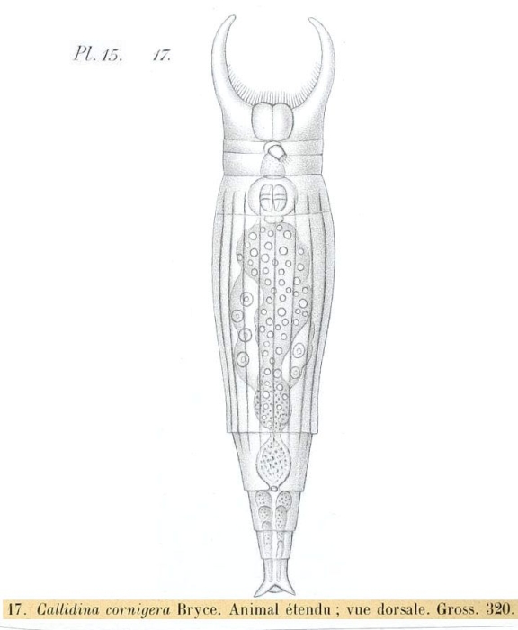 Ceratotrocha cornigera