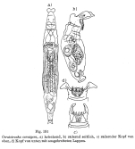 Ceratotrocha cornigera