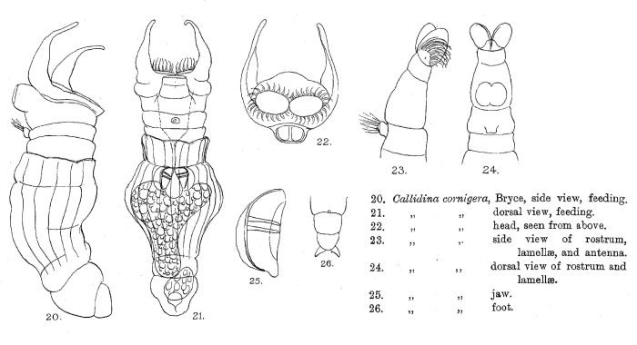 Ceratotrocha cornigera
