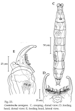 Ceratotrocha cornigera