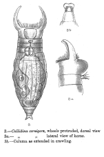 Ceratotrocha cornigera - Original description image