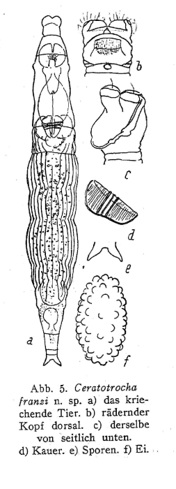 Ceratotrocha franzi - Original description image