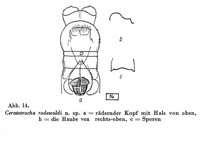 Ceratotrocha rodewaldi - Original description image