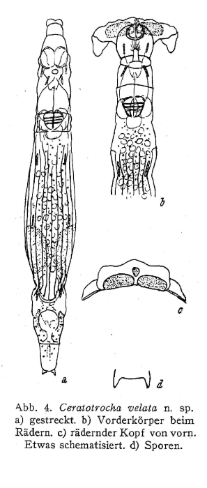 Ceratotrocha velata - Original description image