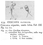 Cercaria catellus