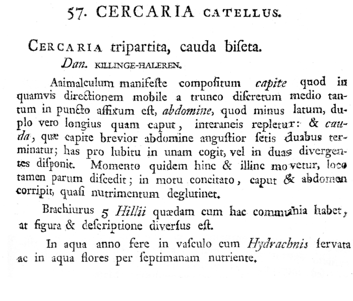 Cercaria catellus - Original description image
