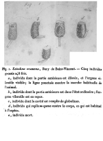 Cercaria crumena
