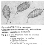 Cercaria crumena - Original description image