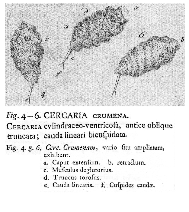 Cercaria crumena - Original description image