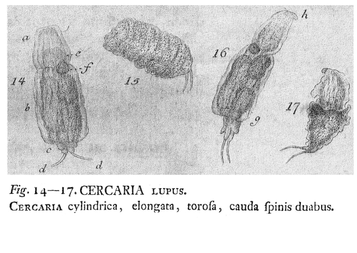Cercaria lupus Cercaria lupus